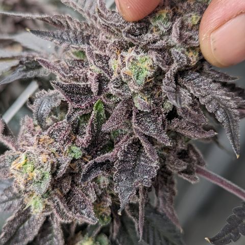 Permanent Marker x Gary Satan growlog timeline photo