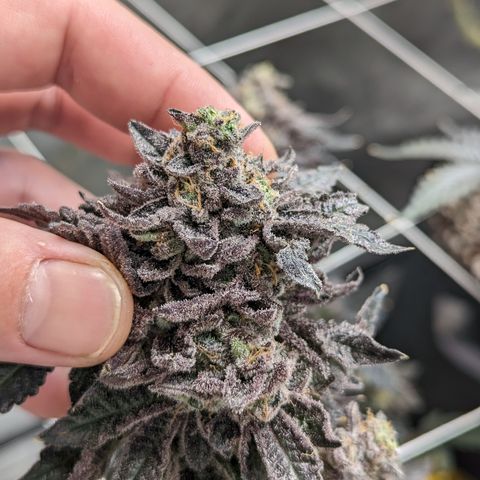 Permanent Marker x Gary Satan growlog timeline photo