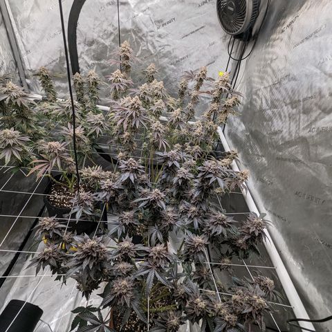 Permanent Marker x Gary Satan growlog timeline photo
