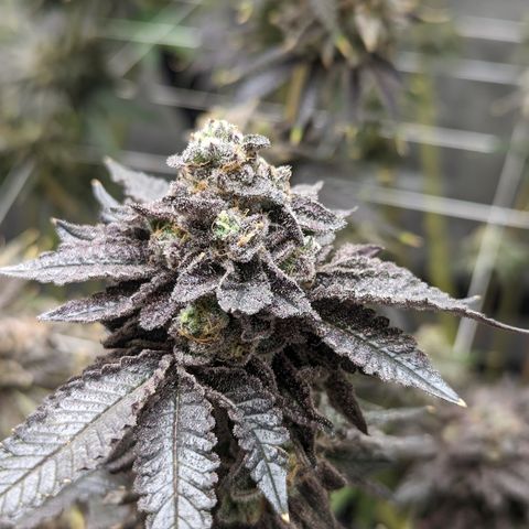 Permanent Marker x Gary Satan growlog timeline photo