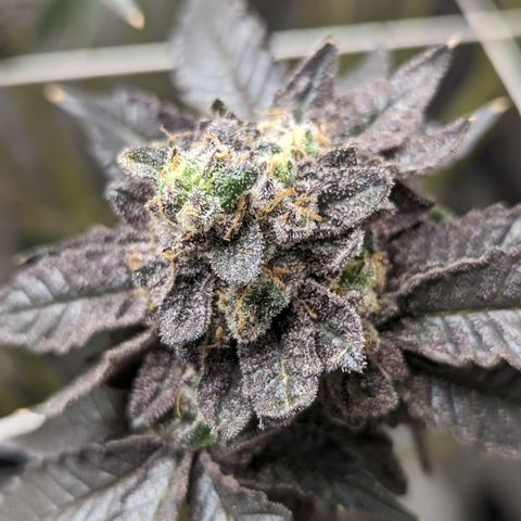 Permanent Marker x Gary Satan growlog timeline photo