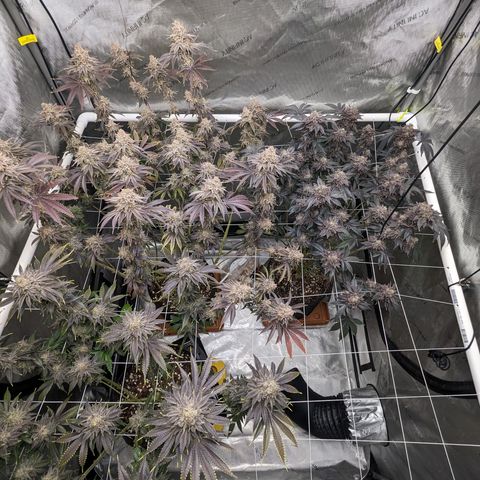 Permanent Marker x Gary Satan growlog timeline photo