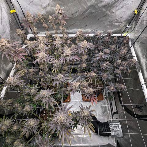 Permanent Marker x Gary Satan growlog timeline photo