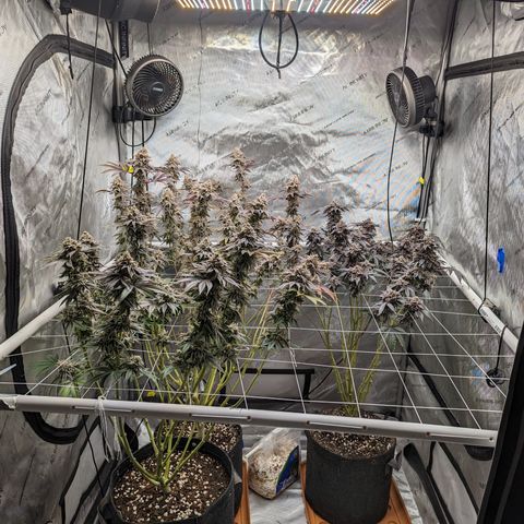 Permanent Marker x Gary Satan growlog timeline photo