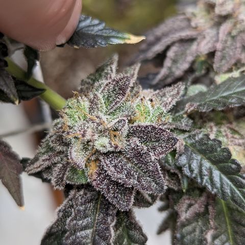 Permanent Marker x Gary Satan growlog timeline photo