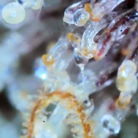 Permanent Marker x Gary Satan growlog timeline photo