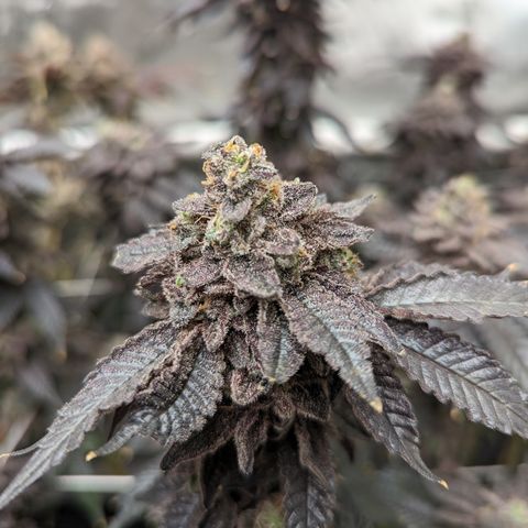 Permanent Marker x Gary Satan growlog timeline photo
