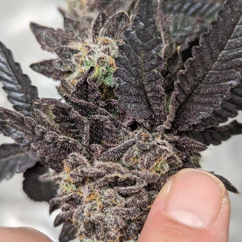 Permanent Marker x Gary Satan growlog timeline photo