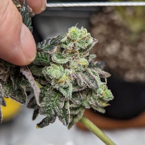 Permanent Marker x Gary Satan growlog timeline photo