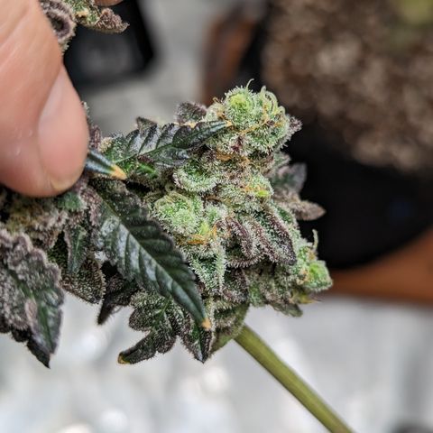 Permanent Marker x Gary Satan growlog timeline photo