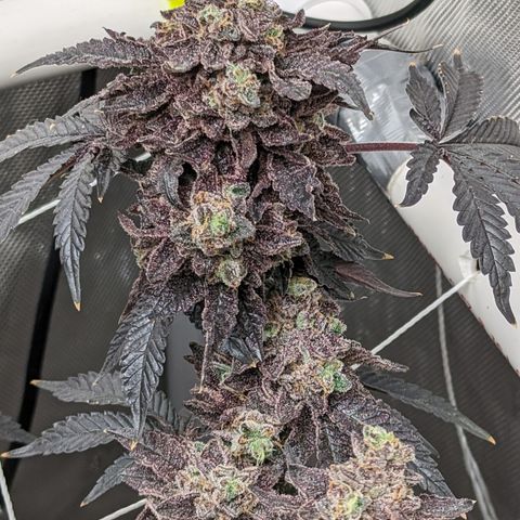 Permanent Marker x Gary Satan growlog timeline photo