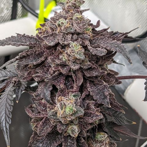 Permanent Marker x Gary Satan growlog timeline photo