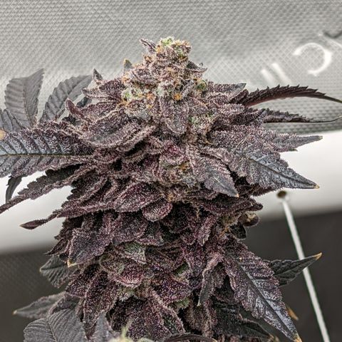 Permanent Marker x Gary Satan growlog timeline photo