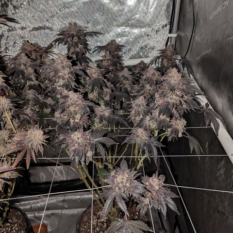 Permanent Marker x Gary Satan growlog timeline photo