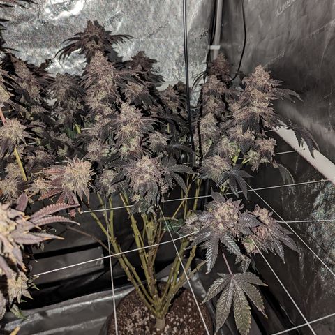 Permanent Marker x Gary Satan growlog timeline photo