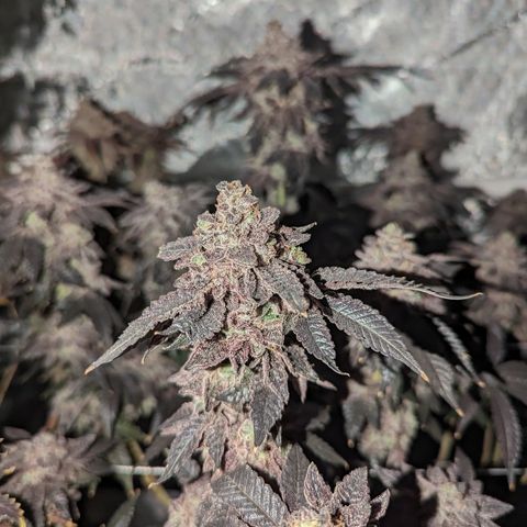 Permanent Marker x Gary Satan growlog timeline photo
