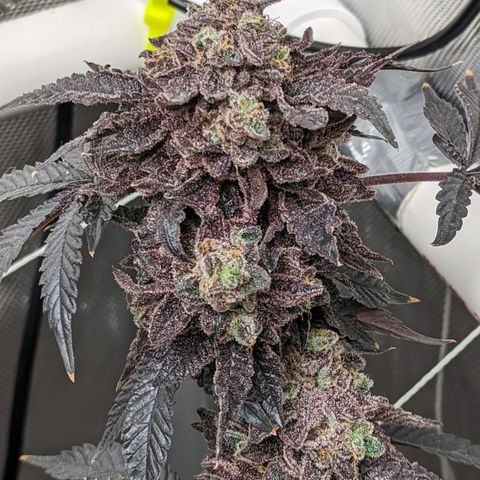 Permanent Marker x Gary Satan growlog timeline photo