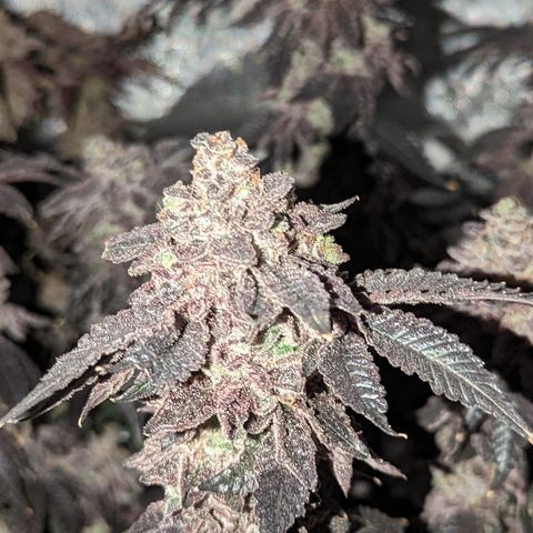 Permanent Marker x Gary Satan growlog timeline photo