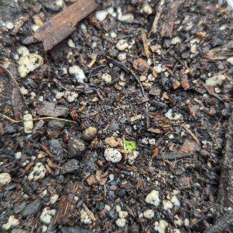 Candied Organges growlog timeline photo