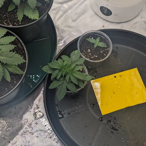 Candied Organges growlog timeline photo