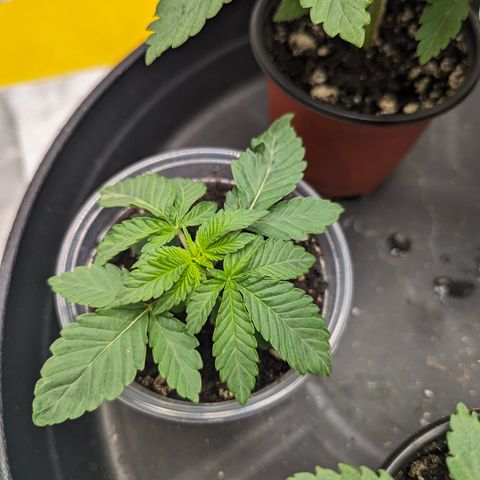 Candied Organges growlog timeline photo
