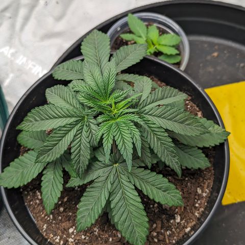 Candied Organges growlog timeline photo
