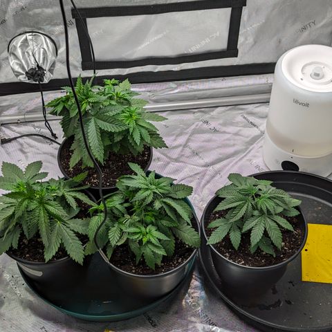 Candied Organges growlog timeline photo