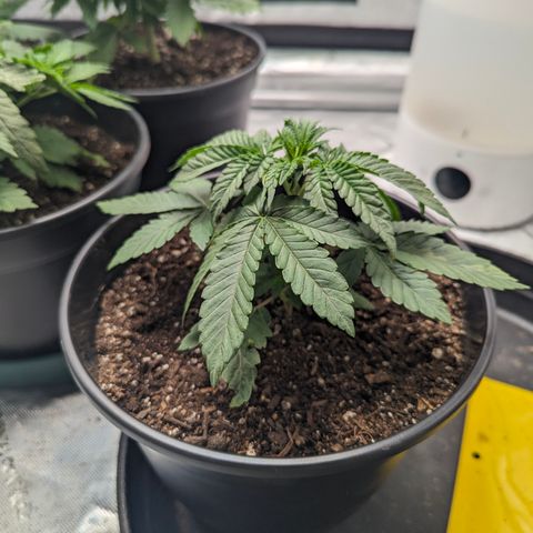 Candied Organges growlog timeline photo