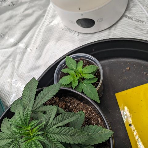 Candied Organges growlog timeline photo