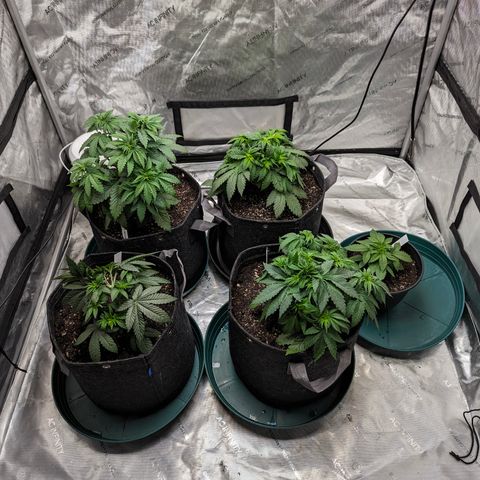 Candied Organges growlog timeline photo