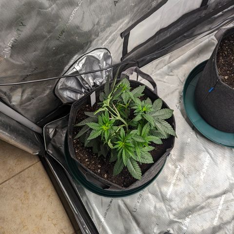 Candied Organges growlog timeline photo