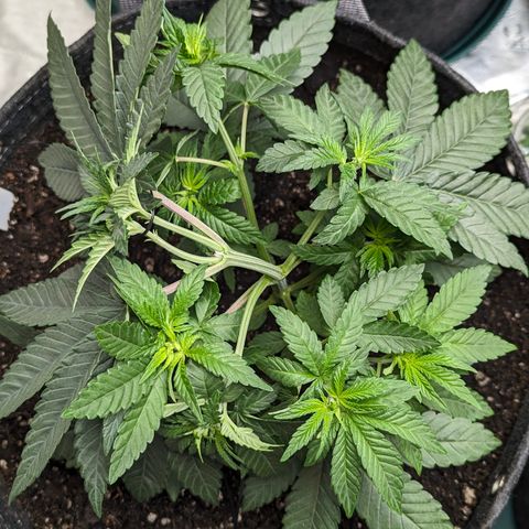 Candied Organges growlog timeline photo