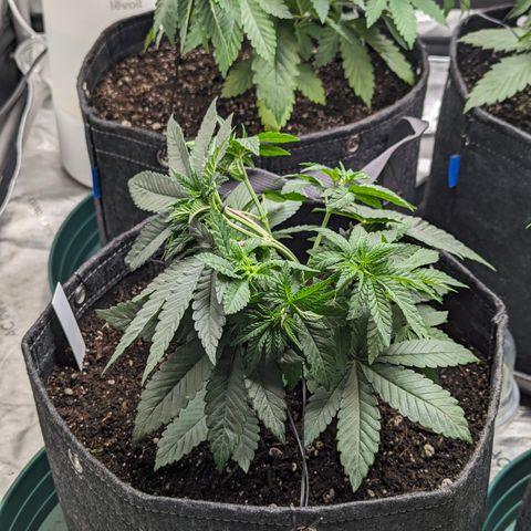 Candied Organges growlog timeline photo