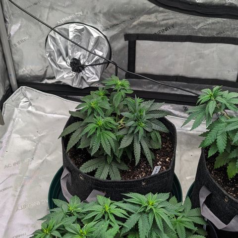 Candied Organges growlog timeline photo