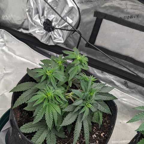 Candied Organges growlog timeline photo