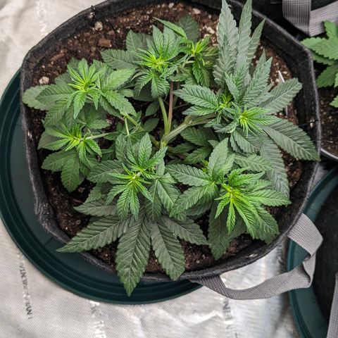 Candied Organges growlog timeline photo
