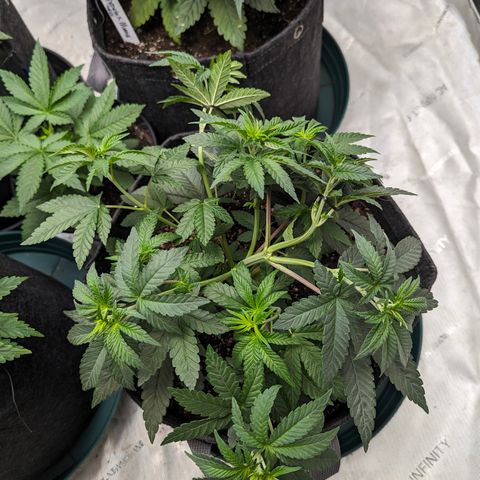 Candied Organges growlog timeline photo