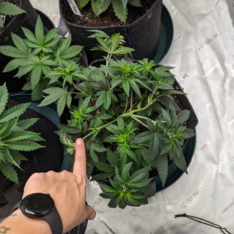 Candied Organges growlog timeline photo