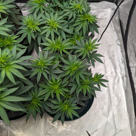 Candied Organges growlog timeline photo