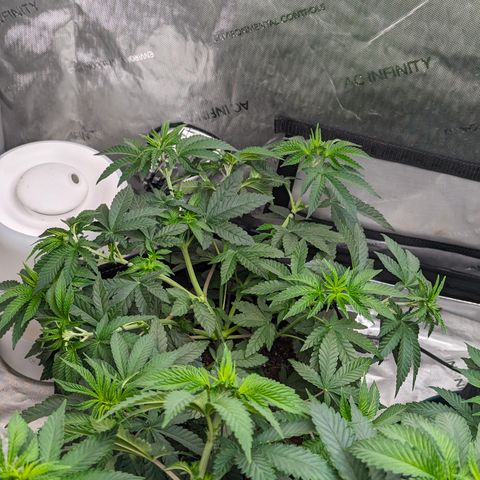 Candied Organges growlog timeline photo