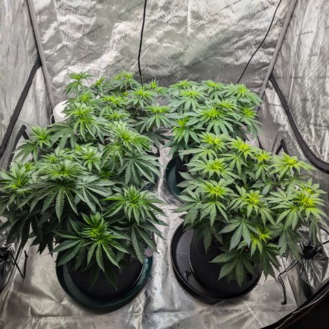 Candied Organges growlog timeline photo