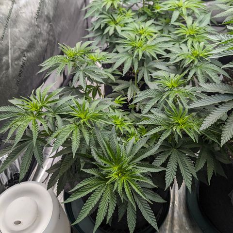 Candied Organges growlog timeline photo