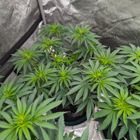 Candied Organges growlog timeline photo