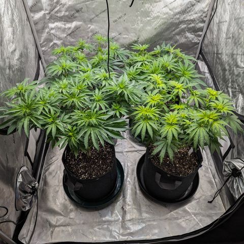 Candied Organges growlog timeline photo