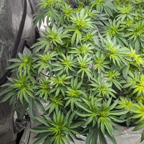 Candied Organges growlog timeline photo