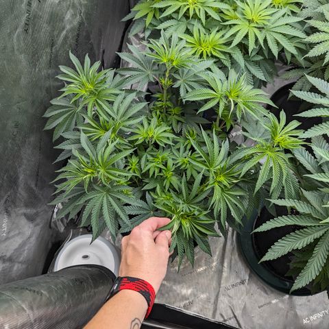 Candied Organges growlog timeline photo