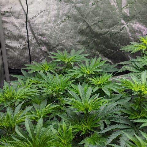 Candied Organges growlog timeline photo