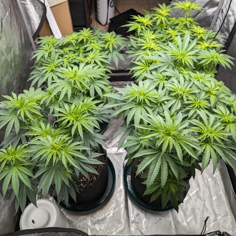 Candied Organges growlog timeline photo
