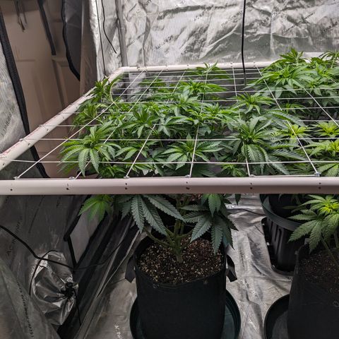 Candied Organges growlog timeline photo