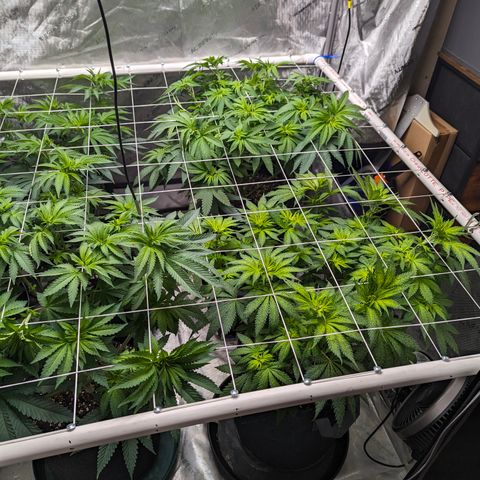 Candied Organges growlog timeline photo